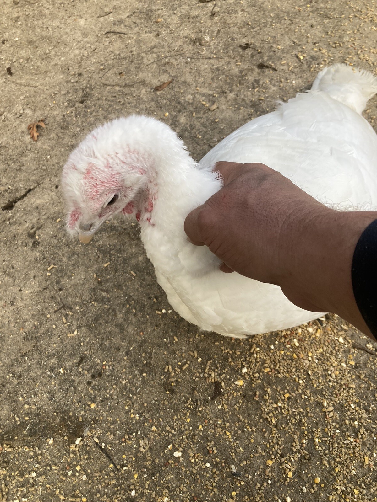 8 Beltsville Small White Turkey Eggs eBay