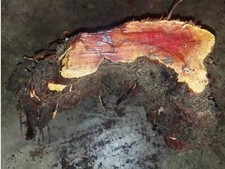 Ribbonwood Burl Lot Cast Turn Scale Like Manzanita Carve Red Hardwood