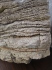 Super Rare And Huge Stromatolite Fossil-Oldest Living Fossil On Earth! — photo 2