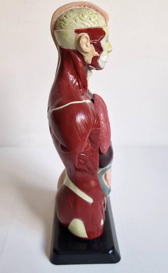 Edu-Toys Anatomisches Menschliches Torso-Körpermodell Anatomie 6 Organe Vintage - Bild 2 von 4