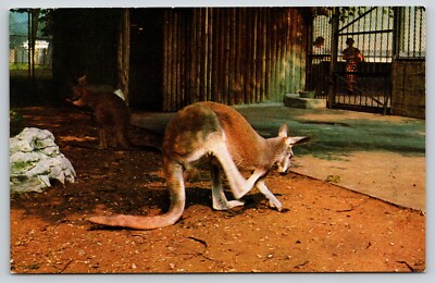 Postcard Red Kangaroo at the Zoo Macropus rufus Marsupial