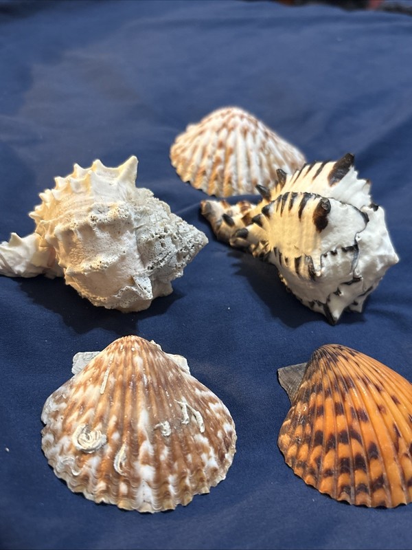 Lot of 5 Unique Seashells  Shell Beach Decor Conch Shell Sea Scallop Lot B