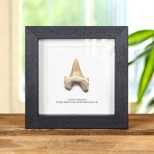 Otodus Shark Tooth Fossil In Box Frame (Otodus obliquus)