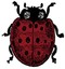 ladybug-t
