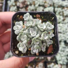 Sedum spathulifolium 'Cape Blanco' Stonecrop Succulent Plant