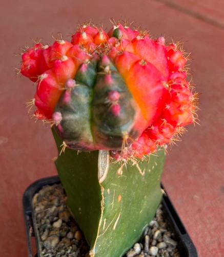 Gymnocalycium Mihanovichii F. Prolifera Variegated Cactus No. 4 - Picture 3 of 6