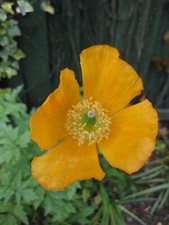 250+ Orange Welsh Poppy Meconopsis Cambrica - Aurantiaca wildflower seeds