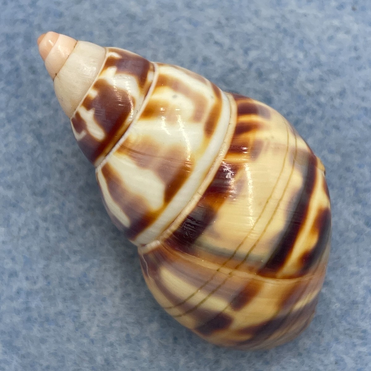 1 Liguus fasciatus 40.7mm F++ No Data | eBay