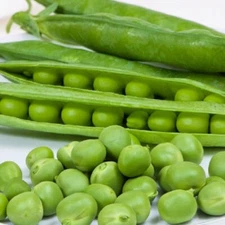Cascadia Pea Seeds  | NON-GMO Pea Seeds | Fresh Heirloom Garden Seeds