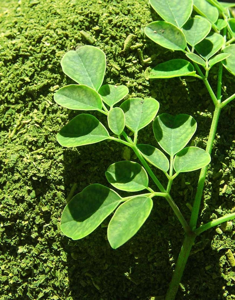 Paquete de 3 90 bolsas de té orgánicas veganas naturalmente sin cafeína nutritivas Foto 4 de 4