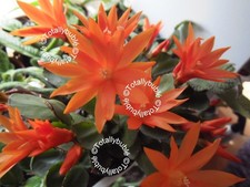 Bouture Cutting  Rhipsalidopsis Cactus de Pâques orange