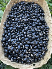 30 Seeds Black Organic Mucuna Beans Mucuna Pruriens For Growing And Food