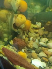 Mystery Snails. Ivory And Gold