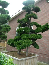Hinoki Cypress, Chamaecyparis Obtusa, Tree Seeds