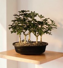 bonsai ficus arten Chinesische Feige 'Ficus Ginseng Bonsai'