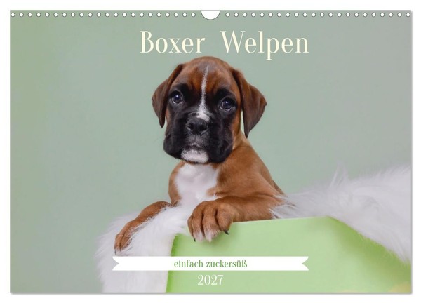 Calendar 2027 · US Version · Boxer Puppies Simply Adorable (Wall Calendar 2027 1-image