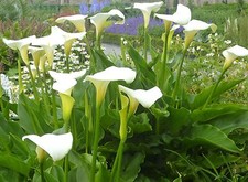 Zantedeschia aethiopica, Calla, Arum Lily - 15, 30 or 50 seeds