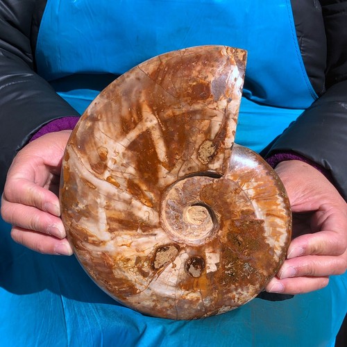 8.07LB 2pc Natural Horn Screw Fossil Ammonite Conch Crystal Specimen Healing - Picture 7 of 16