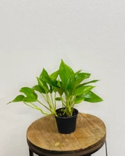 LIVE Jade Pothos Epipremnum Aureum Devil’s Ivy in 4" growers pot