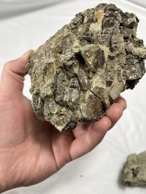 Hadrosaur Teeth Cluster Fossil in Matrix Two Medicine Formation Dinosaur Fossil