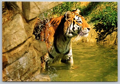 Siberian Tiger Postcard Omaha Nebraska Zoo Vintage Wildlife Souvenir Unposted