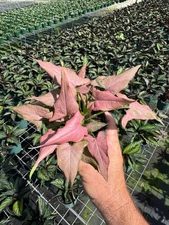 Syngonium Mickey Plant Unique Arrowhead Shape Leaf | Tropical Plant in 4" Pot