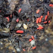 60 Thai Red Lobella Springtails Rare Starter Culture Feeder LAG
