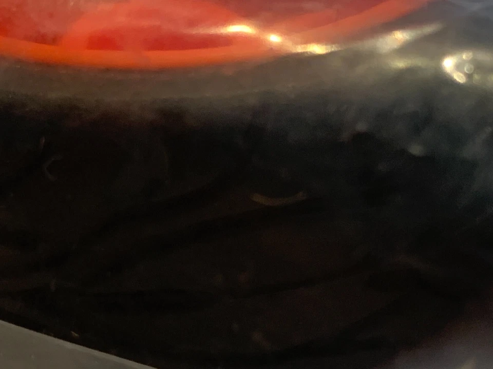 2 Räder für 1:10 RC Car Team Associated 5 SPOKE WHEEL/TIRE ORG ASC31469 (1231-5) - Bild 4 von 4