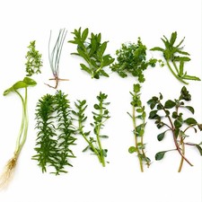 Combo  10 Species Live Aquarium Plants  Buy 2 Get 1 Free Easy For Beginner