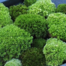 Fresh cushion moss two types - Pin cushion/mood moss Contrast Mix bulk terrarium