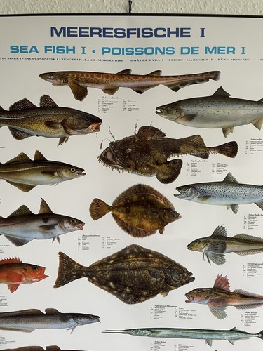 Poster Fische Meeresfische 70x100 Bildung Lernposter Biologie - Bild 2 von 3