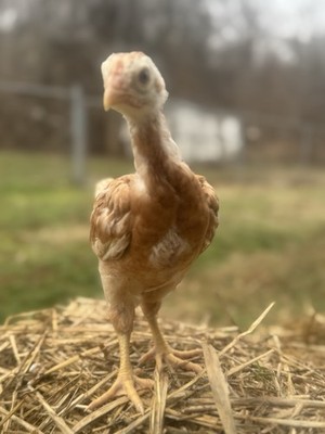 5 F1 Giant Chicks Hatching Eggs - Indio Gigante X Trad Dual Purpose Chickens