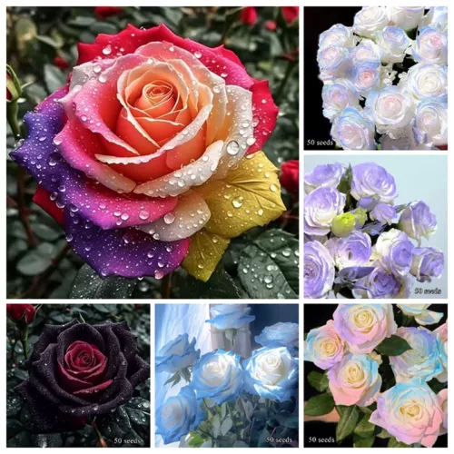 50 Prozent Rosensamen Aus Bunten Rosenblumen Samen Romantischer Balkon 4 H - Imagen 1 de 21