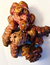 White Mammoth Sunchoke / Jerusalem Artichoke - Helianthus tuberosus,Edible