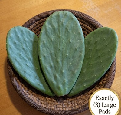 3 LARGE Spineless Prickly Pear Cactus Pads - Nopales - Opuntia Cacanapa Elisiana