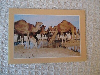 ALTE FARBIGE POSTKARTE , '' CHARME ET DOUCEUR DE LA TUNISE , SED TUNISIEM '' . G