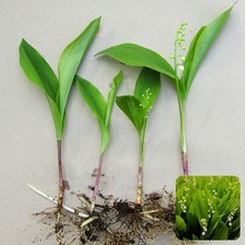 3× Lily of Valley (AGM) - Bare Root Perennial Convallaria White Garden Flower