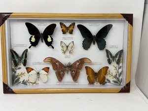Vintage Butterfly Frame | eBay