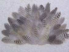 (300)-Cockatiel Parrot Body Feathers 1in. & Under 3047
