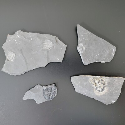 Trilobite Elrathia Fossils In Slate Matrix, Lot Of 4, Delta Utah 