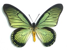 FANTASTIC PAPILIO ZALMOXIS GREEN   MALE PAPILIONIIDAE PAPILIONIDAE CAMEROON
