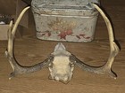  Kansas Whitetail WILD Deer Antlers Skull European Mount Cabin Mancave — photo 3