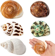 5PCS Medium and Large Hermit Crab Shells | Natural Sea Conch Size 2.2" - 3.4", O