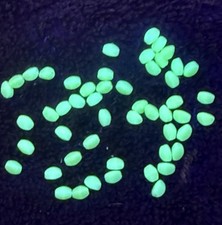 50 Pcs - 5 x 3mm PINCH BEADS Czech OPALESCENT Yellow VASELINE/URANIUM GLASS
