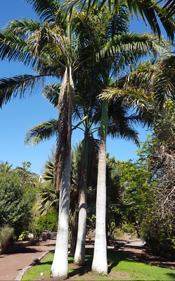 15 Samen Kubanische Königspalme Roystonea Regia – Exotische Palme Für Wintergarten & Tropen-Look 15 Samen Kubanische Königspalme Roystonea Regia – Exotische Palme Für Wintergarten & Tropen-Look