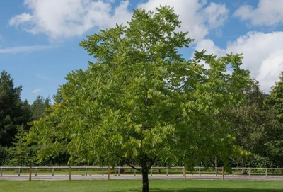 #ad 2 Black Walnut Tree Bare Root Juglans Nigra American $29.99