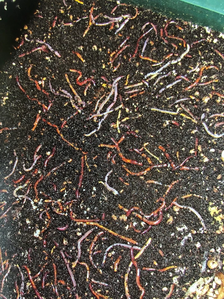 5L Bio Wurmhumus gesiebt (4 mm) | Organischer Dünger torffrei - Bild 3 von 4