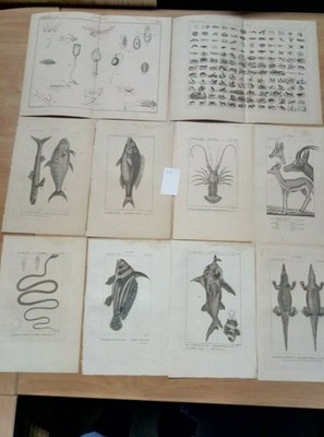 26 ORIGINAL GRAVUREN UM 800 - ZOOLOGIE - (3078) TOP AUS GEHORNTEN