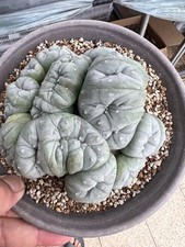 Grass Ball Cereus Cristata succulent cactus i...