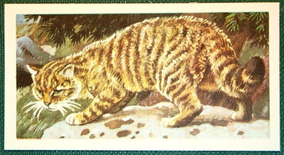 SCHOTTISCHE WILDKATZE Vintage illustrierte Wildtierkarte DF16MS